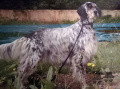 Setter Anglais MIDNIGHTSUMMER DE LOS VITORONES Setter Anglais MIDNIGHTSUMMER DE LOS VITORONES